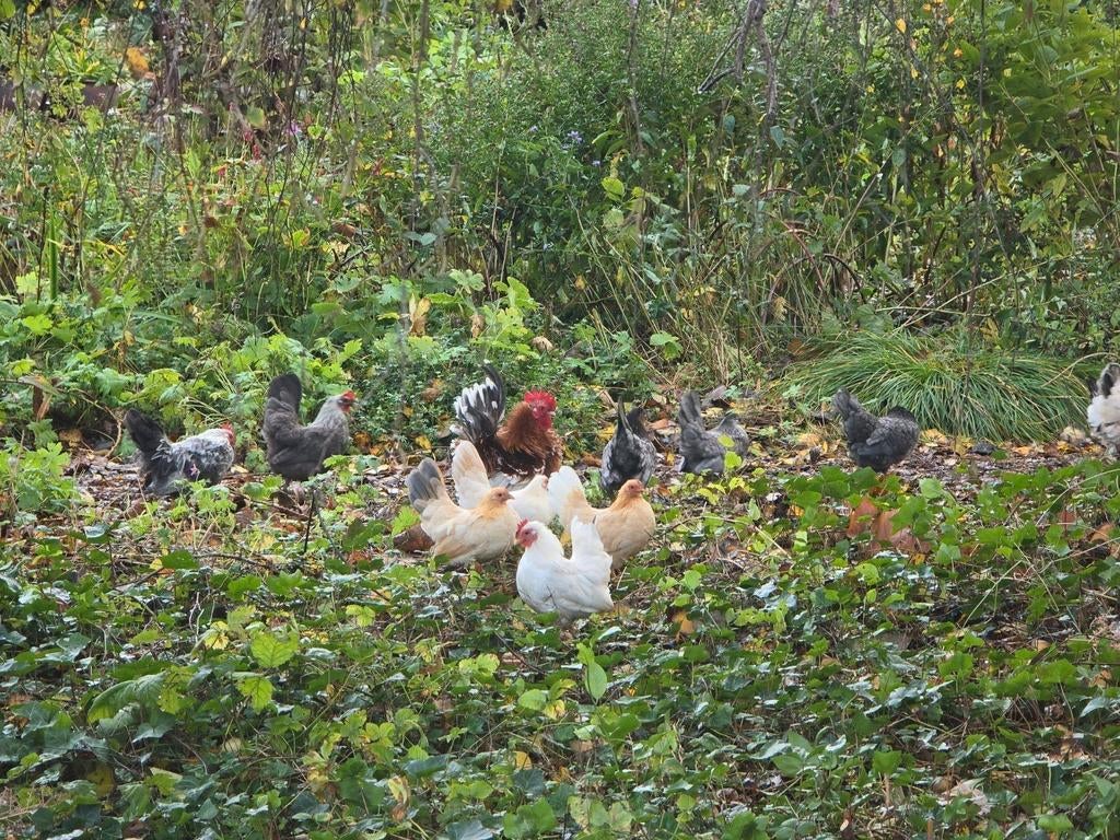 Chabo broedeieren/broedei, Dieren en Toebehoren, Pluimvee, Geslacht onbekend, Kip
