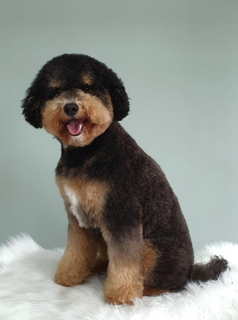 Super lieve en mooi getekende labradoodle dekreu, Reu, 1 tot 2 jaar, Eén hond, Nederland