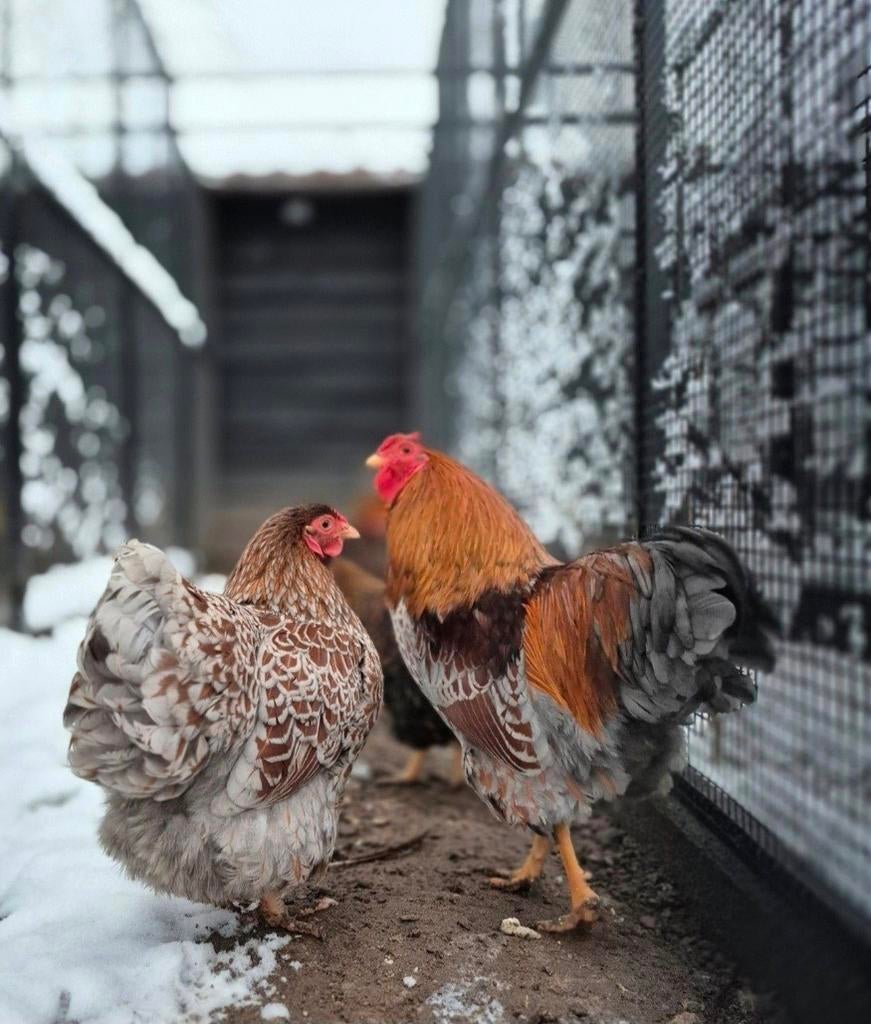 Broedeieren wyandotte krielkip op voorraad, Dieren en Toebehoren, Geslacht onbekend, Kip