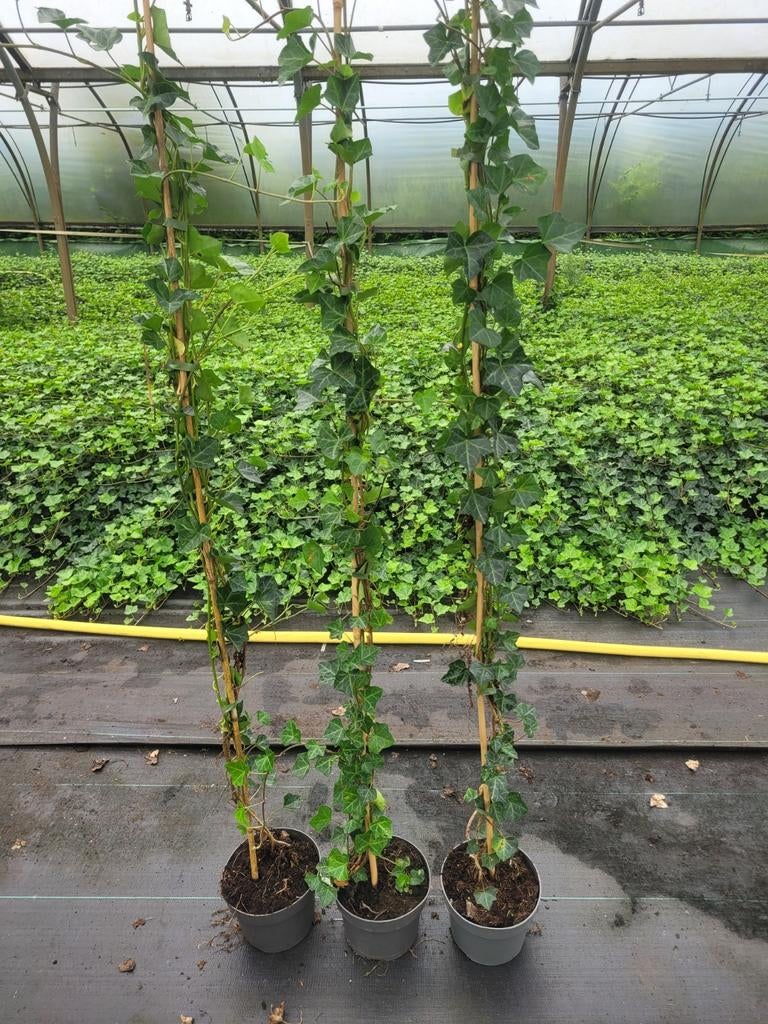 Hedera Klimop - Groene klimmer voor uw tuin!, Vaste plant, Ophalen of Verzenden, Bloeit niet, Halfschaduw