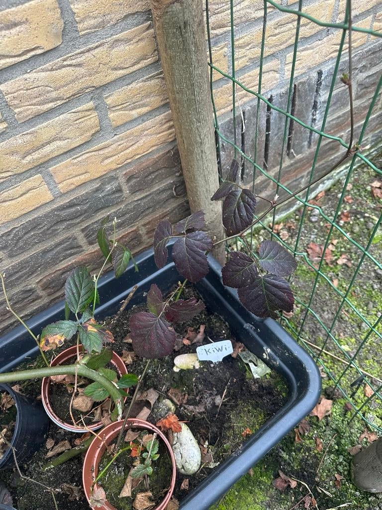 Jonge doornloze braam, Ophalen, Volle zon, Vaste plant, Fruitplanten