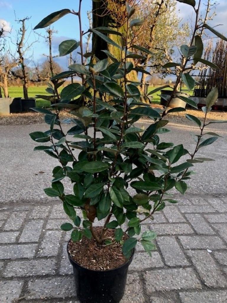 OLIJFWILG, ELAEAGNUS EBBINGEI 80 CM,  Voor een haag, Tuin en Terras, Planten | Struiken en Hagen, Ophalen, Overige soorten, Haag