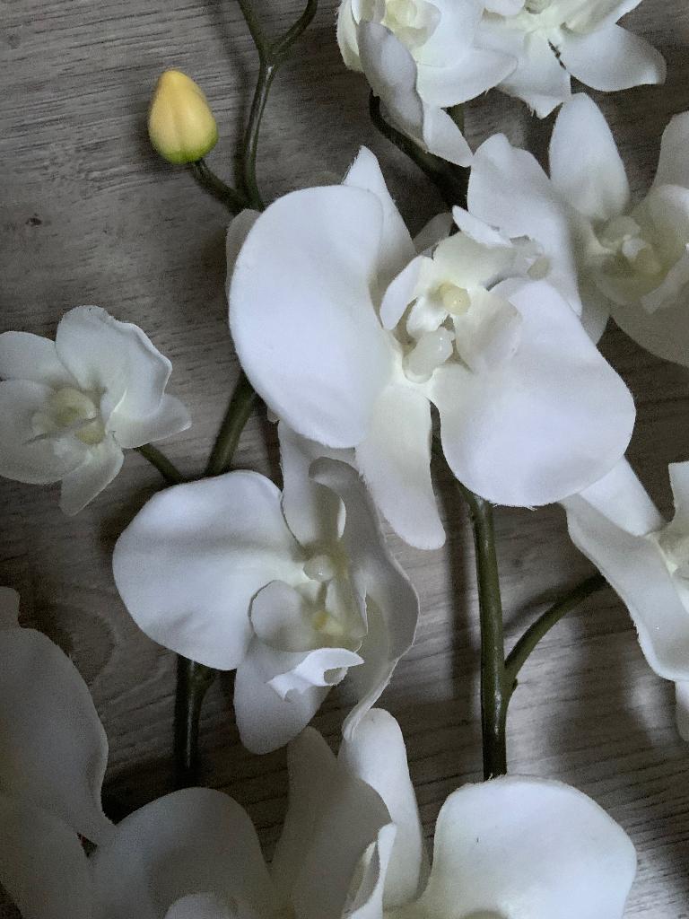 Orchidee takken €0,50 cent per stuk., Ophalen, Gebruikt, Binnen