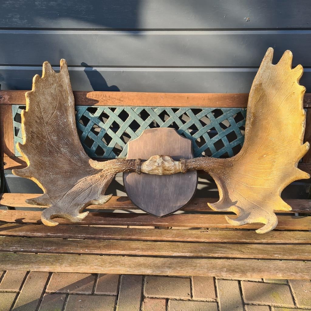 Eland gewei replica, Ophalen, Zo goed als nieuw, Hert, Gewei of Kop
