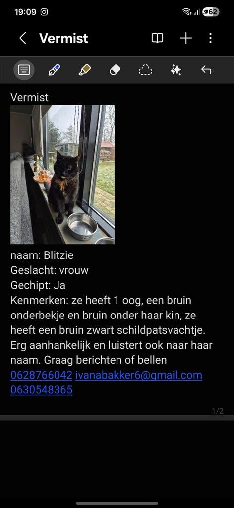 VERMIST Blitzie nijelamer schipslootweg, Poes, Gechipt, 6 jaar of ouder