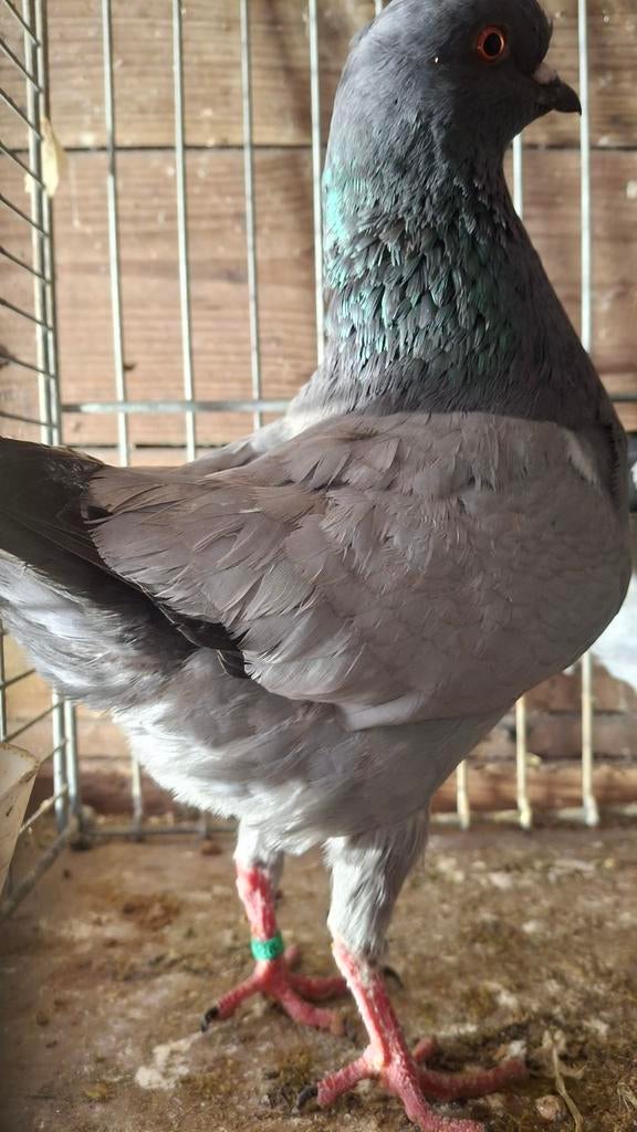 Deel 3 Duitse modena, Dieren en Toebehoren, Vogels | Duiven, Meerdere dieren, Overige soorten
