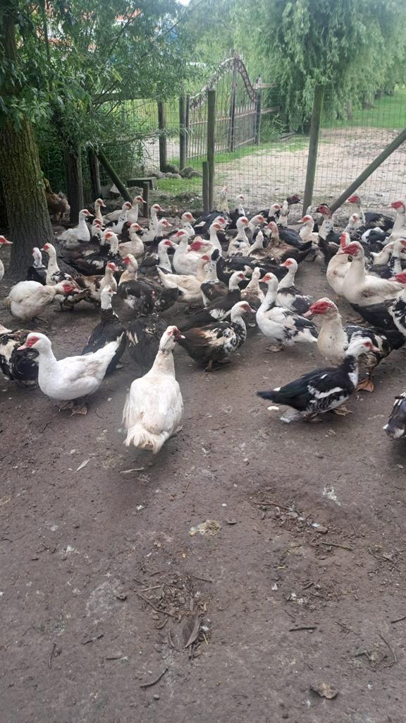 Kaapse-Muskuseenden, doksa, doksi, Dieren en Toebehoren, Pluimvee, Eend