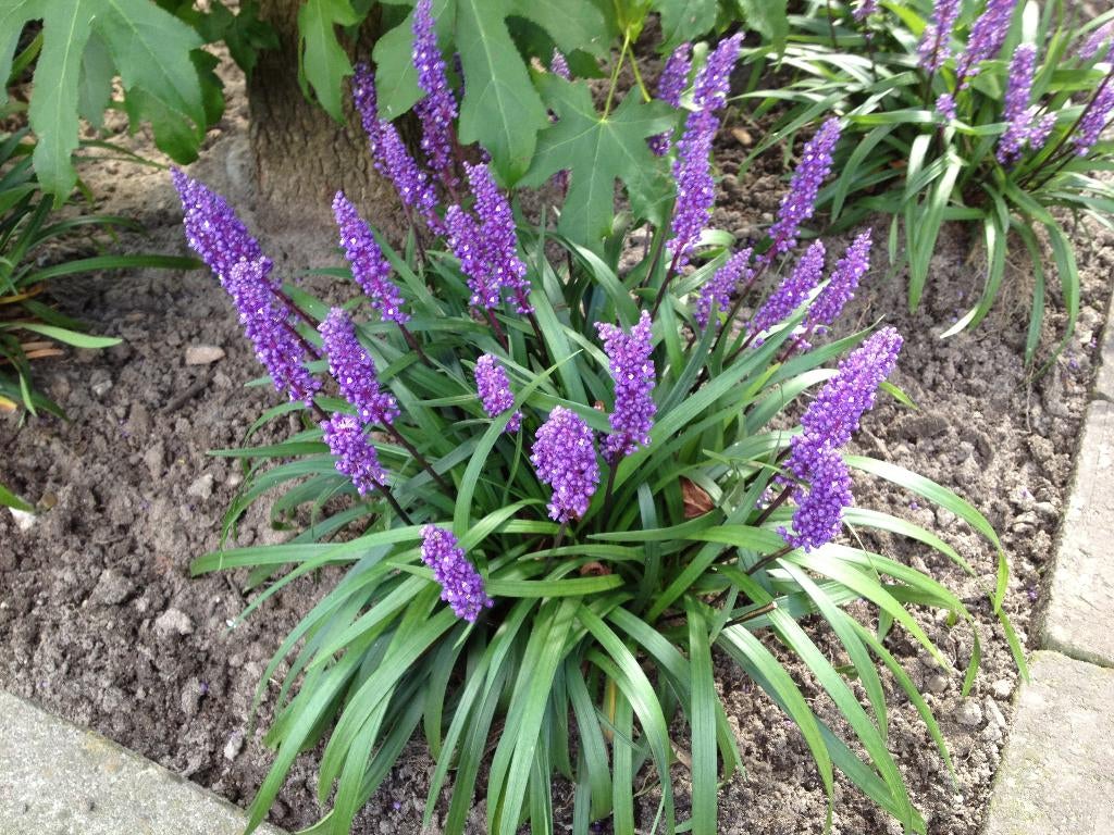 Liriope/Lelie gras, groen blijvend rijke bloei NU 2,25 OP=OP, Vaste plant, Halfschaduw, Zomer, Ophalen