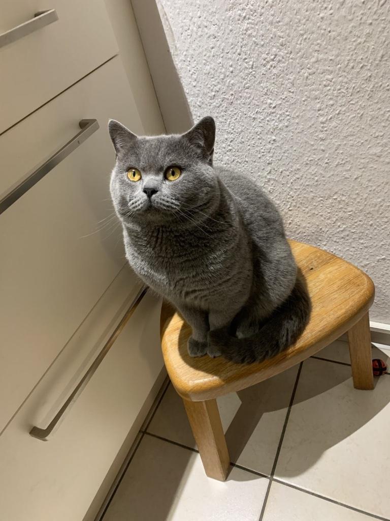 Britse korthaar Dekkater ( niet te koop)met dek garantie  ., Dieren en Toebehoren, 3 tot 5 jaar