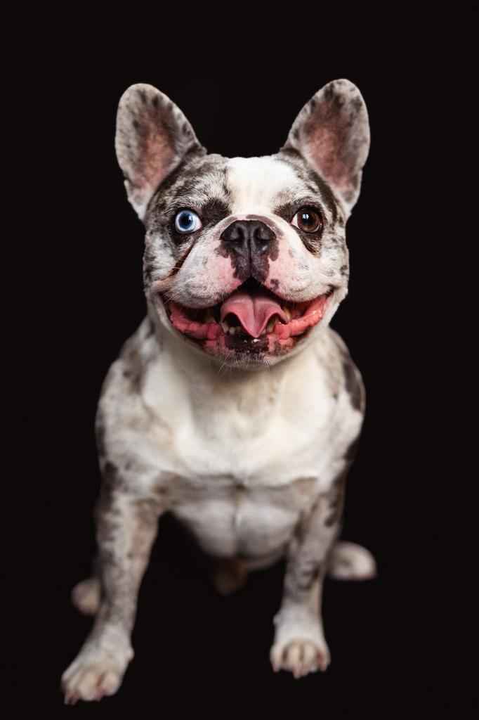 Franse bulldog dekreu Merle en 2 kleuren ogen!, Dieren en Toebehoren, Reu, Parvo, Eén hond, 3 tot 5 jaar