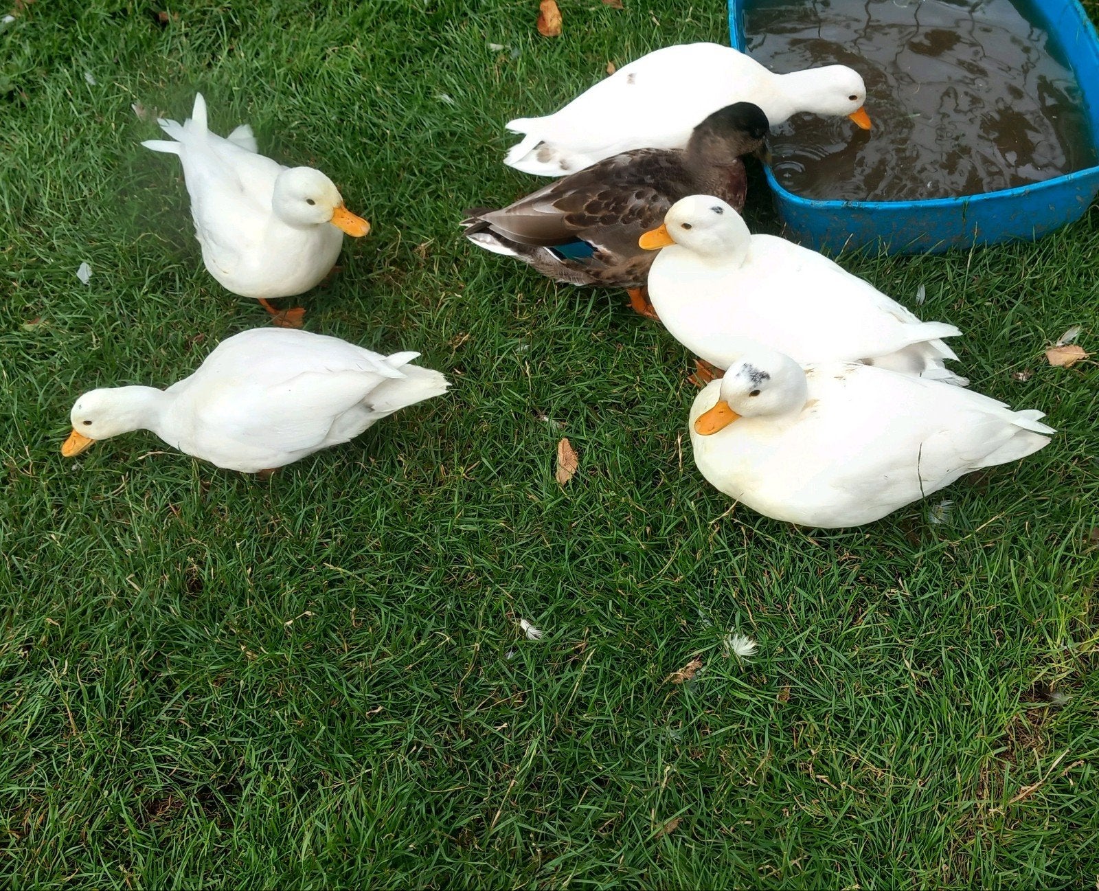 Jonge kwakertjes van begin dit jaar. Kwaker, Dieren en Toebehoren, Pluimvee, Meerdere dieren, Eend