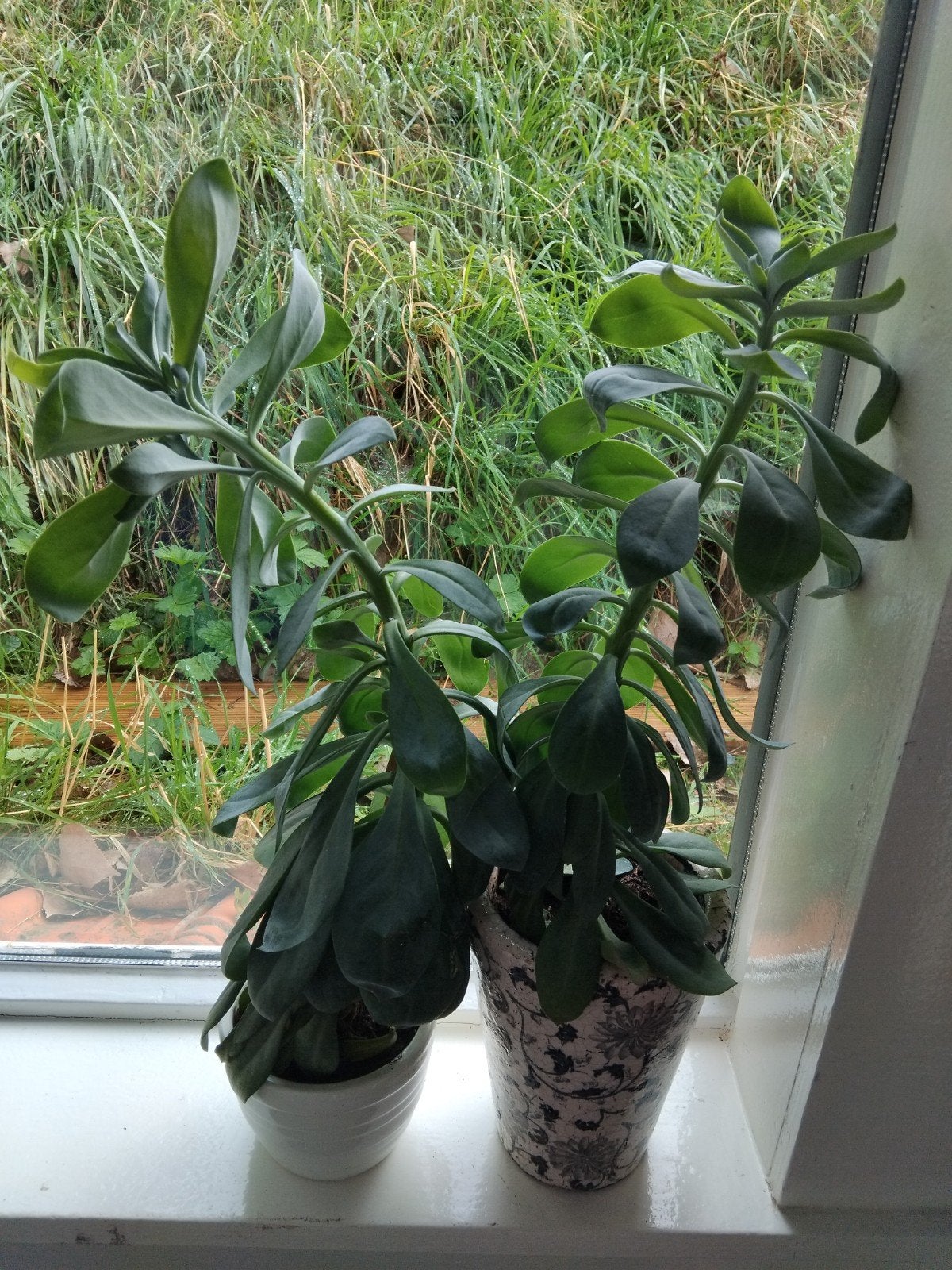 2 kamerplanten, Huis en Inrichting, Ophalen, Halfschaduw, In pot, Minder dan 100 cm