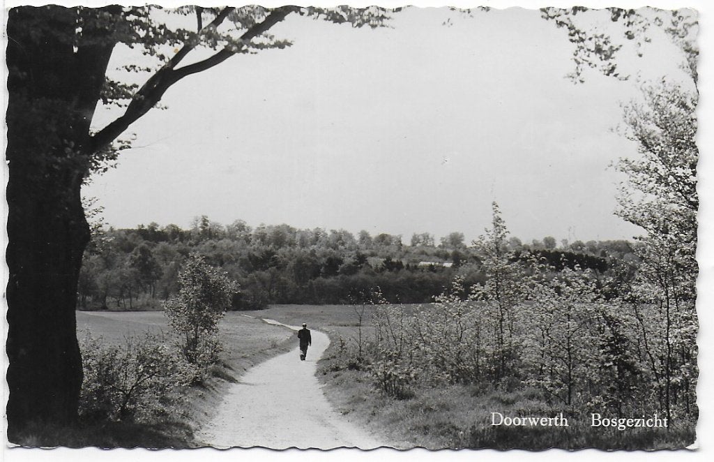 Doorwerth Bosgezicht Oude Gelopen Ansichtkaart ( B1229 )1960, Ophalen of Verzenden, 1960 tot 1980, Gelopen
