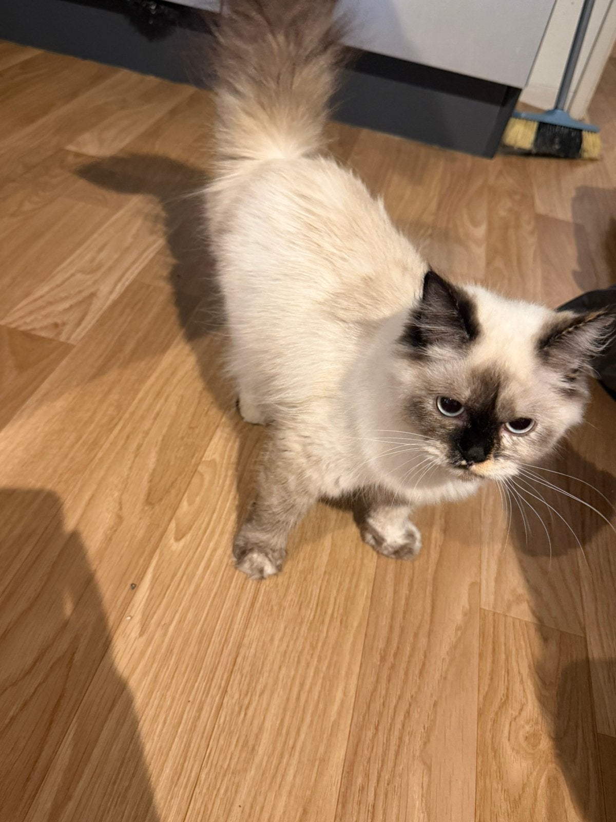 Nala zoekt een forever home, Dieren en Toebehoren, Poes
