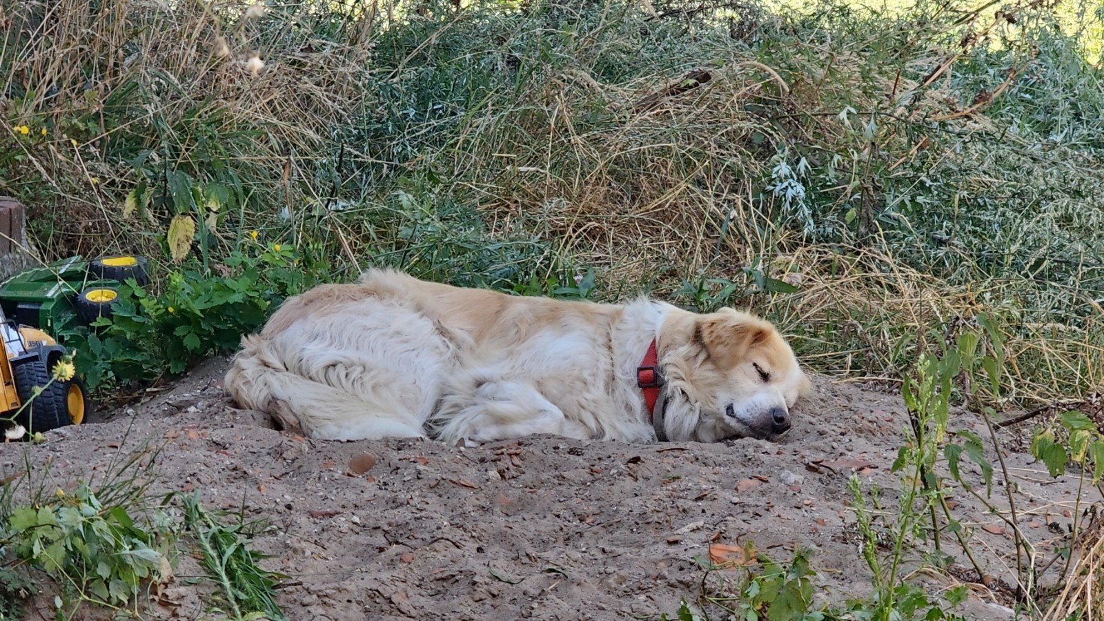 MARTY ZOEKT EINDELIJK ZIJN ECHTE FOREVER HOME 

Kij, Dieren en Toebehoren, Honden | Niet-rashonden, 6 jaar of ouder, Particulier