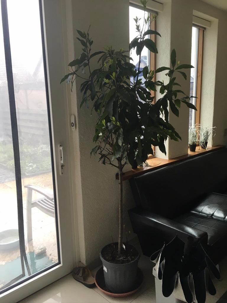 Keuken laurier boom, Ophalen of Verzenden, Halfschaduw, Overige soorten, 100 tot 250 cm