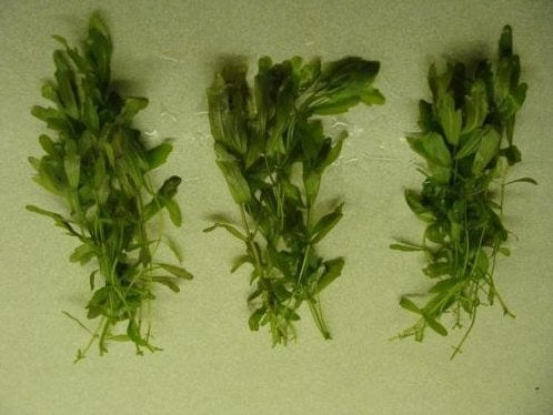 Mexicaans eikenblad, snel groeiende aquariumplant, Dieren en Toebehoren, Ophalen of Verzenden, Zo goed als nieuw, Plant(en), Steen of Hout