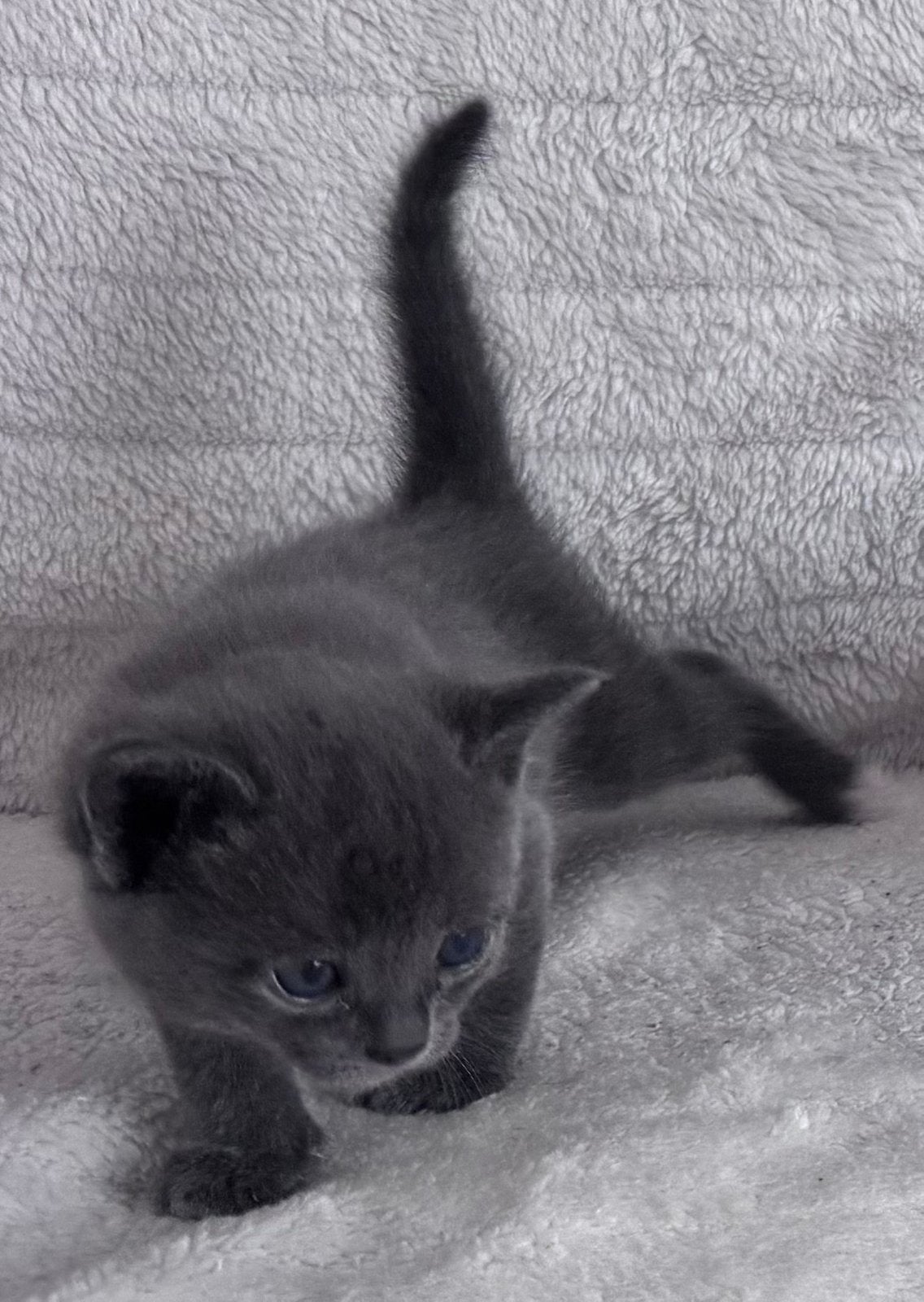 Grijze Kittens Grey Babycat 3x🩶 2x🖤, Poes, Ontwormd