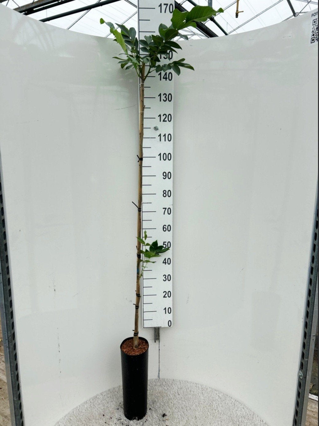 Juglans regia 'Chandler' 🌳 notenboom 🌳, Ophalen, Bloeit niet, Overige soorten