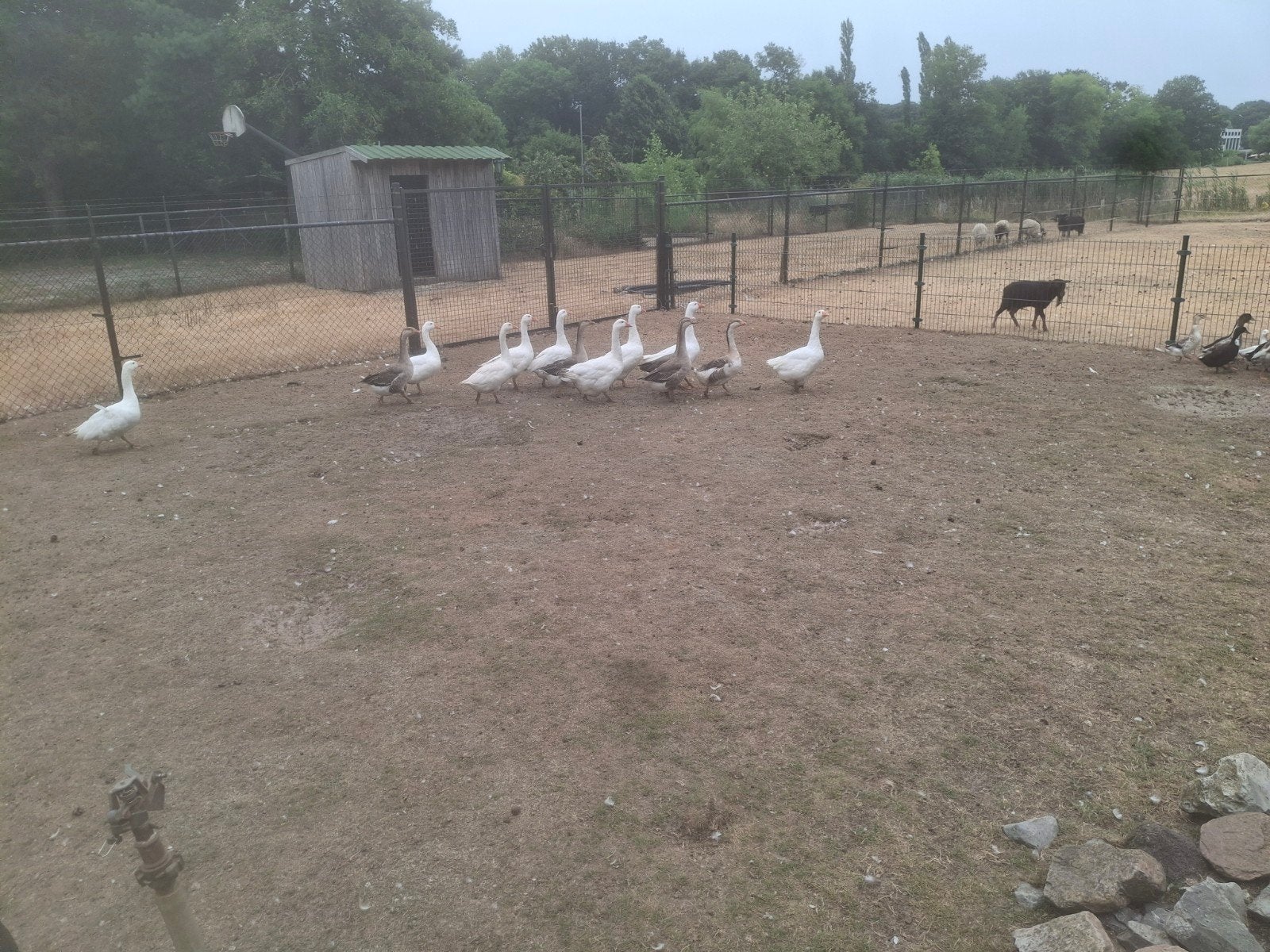 ganzen, Meerdere dieren, Gans of Zwaan