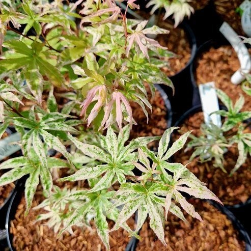 Acer palmatum ‘Ukigumo’ – bijzondere Japanse esdoorn, Bloeit niet, Halfschaduw, Overige soorten, 250 tot 400 cm