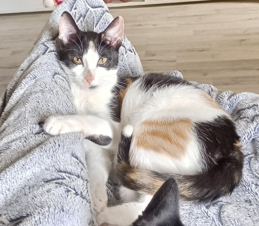 3 kleurige shanty lief poesje 7 maanden zoekt nieuw huisje, Dieren en Toebehoren, Poes, Kortharig, 0 tot 2 jaar