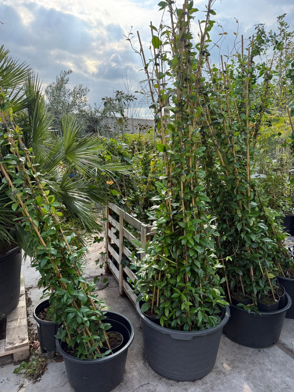 Foto 5 van Toscaanse jasmijnen div maten wit en geel zeer scherpe prijs