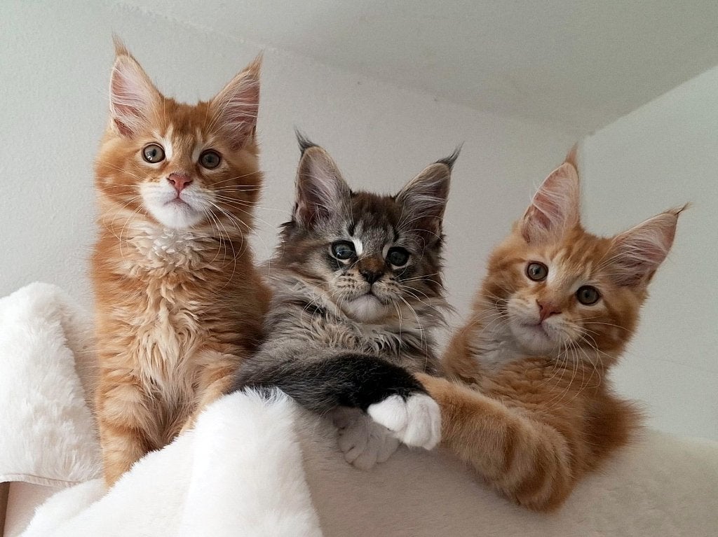 Maine coon 3x kater kitten zoeken gezellige speeltuin, Meerdere dieren, Gechipt, 0 tot 2 jaar