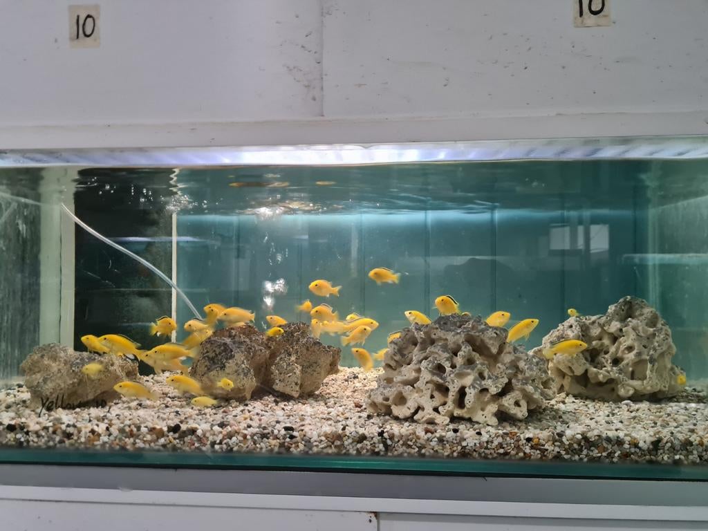 Labidochromis Caeruleus Yellow Kakusa Malawi Cichliden, Dieren en Toebehoren, Vissen | Aquariumvissen, Vis, Zoetwatervis