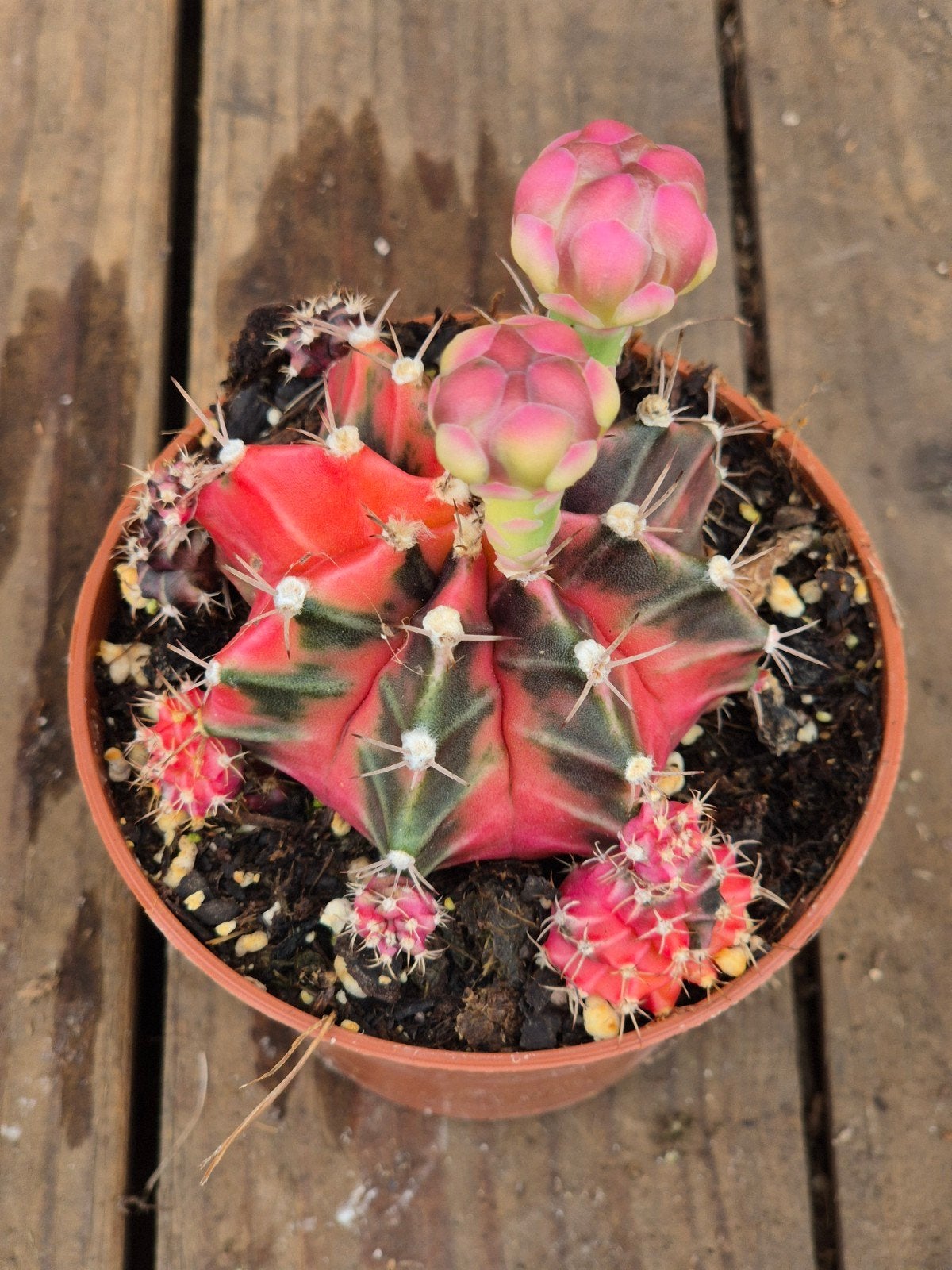 Cactus Gymnocalycium Mihanovichii p8 (23), Ophalen of Verzenden, Cactus, Volle zon, Minder dan 100 cm