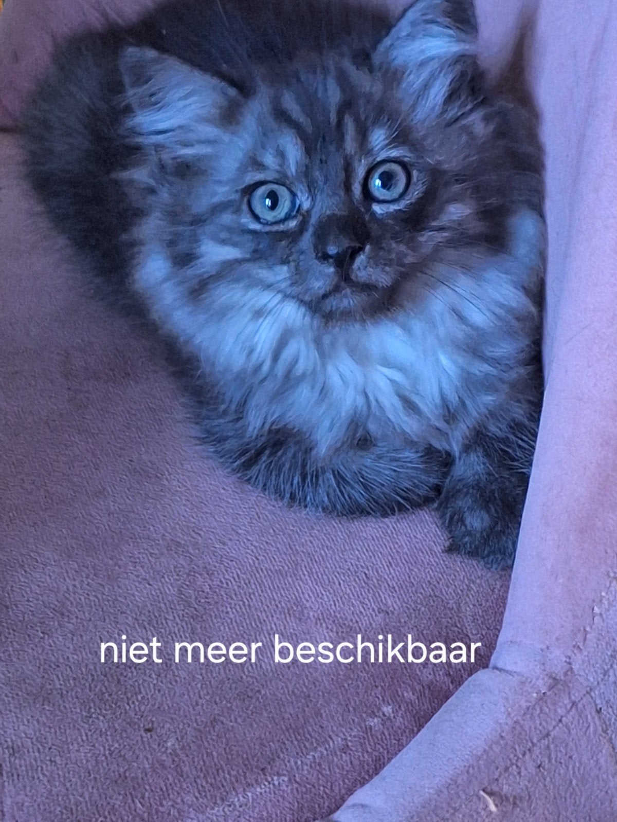 jonge kittens ragdool/main coon, Dieren en Toebehoren, Katten en Kittens | Raskatten | Langhaar, Meerdere dieren, Ontwormd, 0 tot 2 jaar