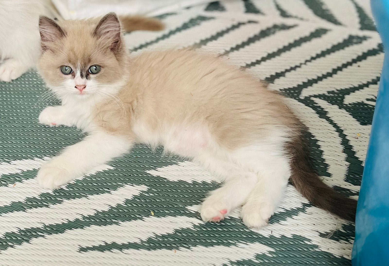 Ragdoll kittens met stamboom, Meerdere dieren, Met stamboom, 0 tot 2 jaar