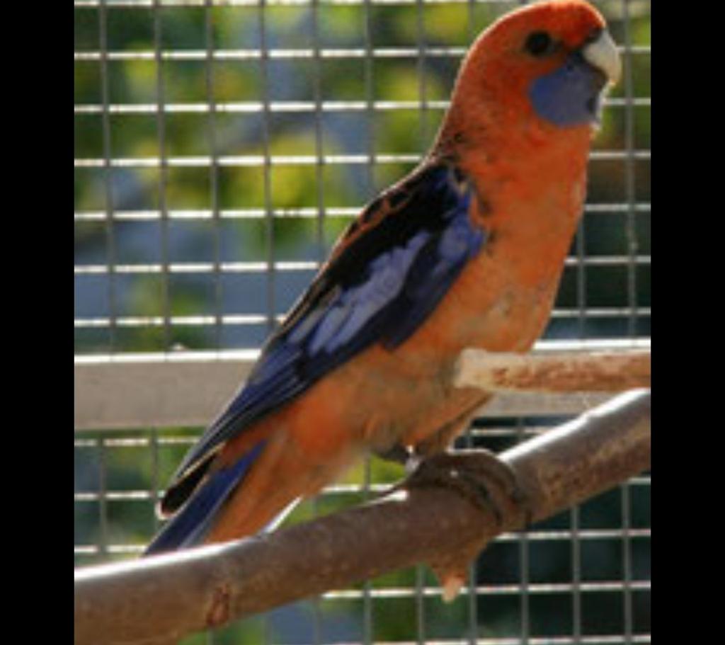 Pennant rosella koppel, Dieren en Toebehoren, Vogels | Parkieten en Papegaaien, Meerdere dieren, Parkiet, Geringd