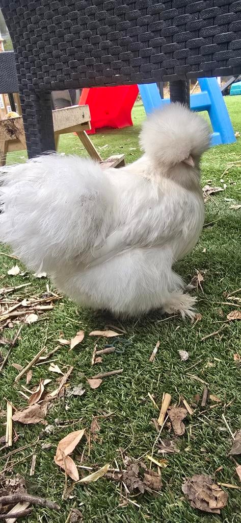 Prachtige USA zijdehoen hennen (mottled & patrijs) | 7 maand, Dieren en Toebehoren, Pluimvee, Vrouwelijk, Kip