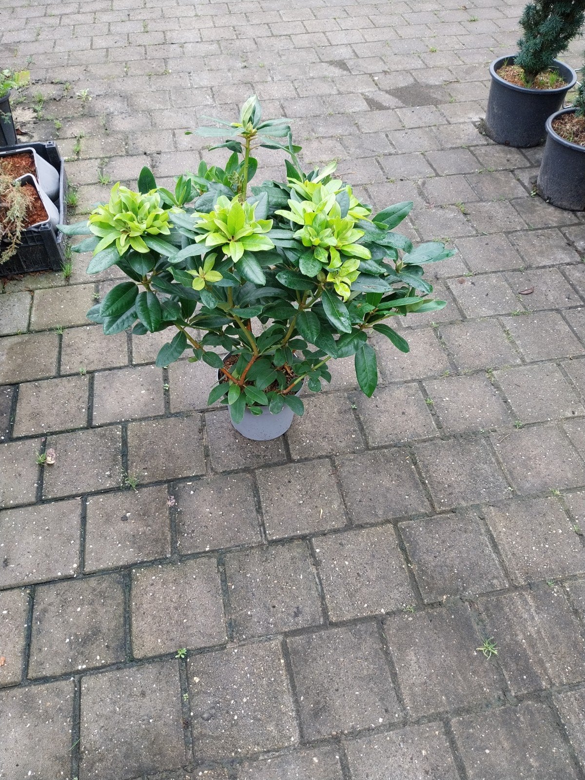 Rhododendron Catawbiense Grandiflorum - Grote Bloemen, Ophalen, Minder dan 100 cm