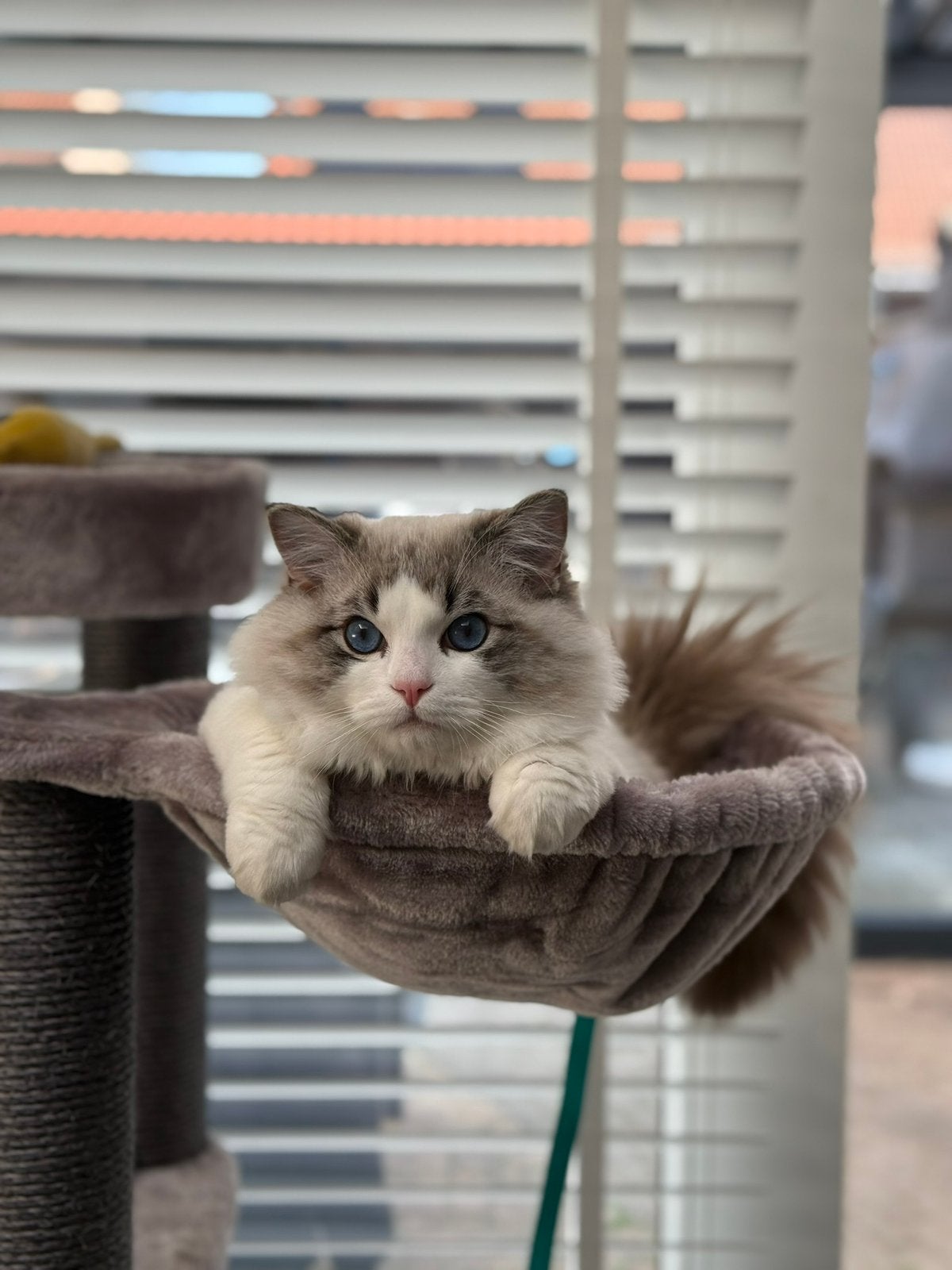 !Dekkater! Ragdoll Blue lynx bicolor (tabby) met blauwe ogen, Kater, Gechipt