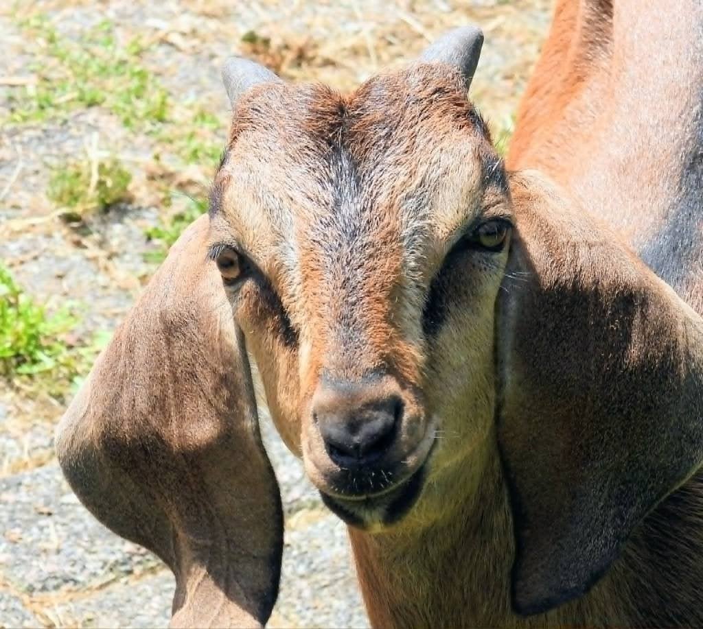 nubischebok 3 maanden oud, Dieren en Toebehoren, Schapen, Geiten en Varkens, Mannelijk, Geit, 0 tot 2 jaar