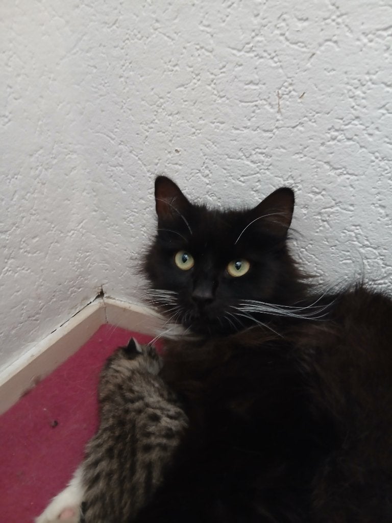 2 jarige main coon mix dame zkt gouden huis, Poes, Ontwormd, 0 tot 2 jaar