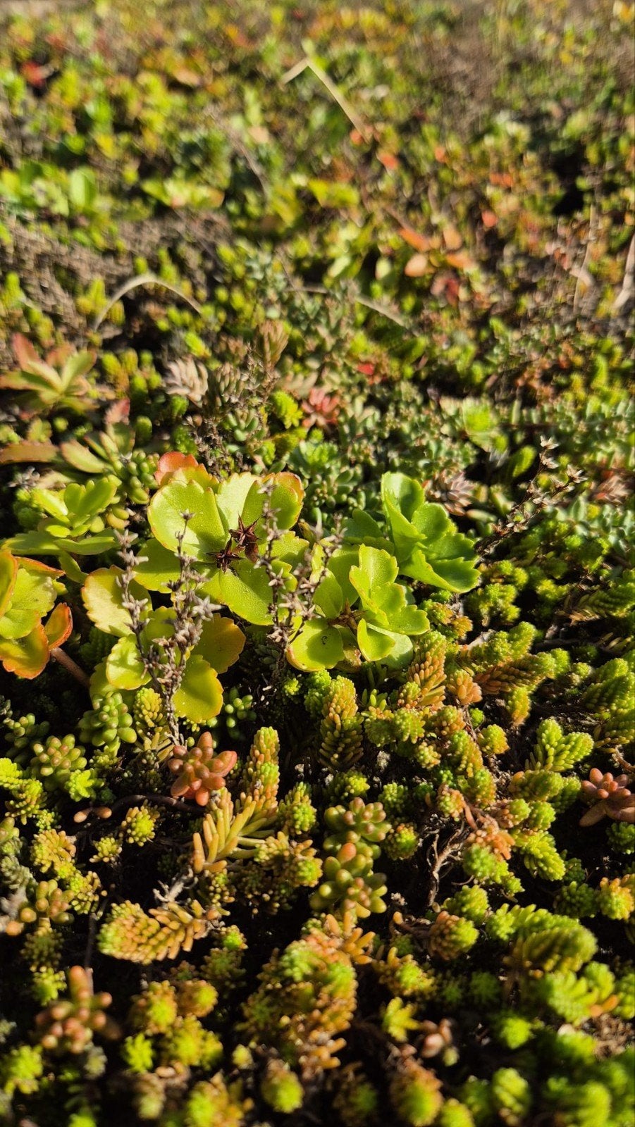 Sedum, Ophalen, Overige soorten, Minder dan 100 cm