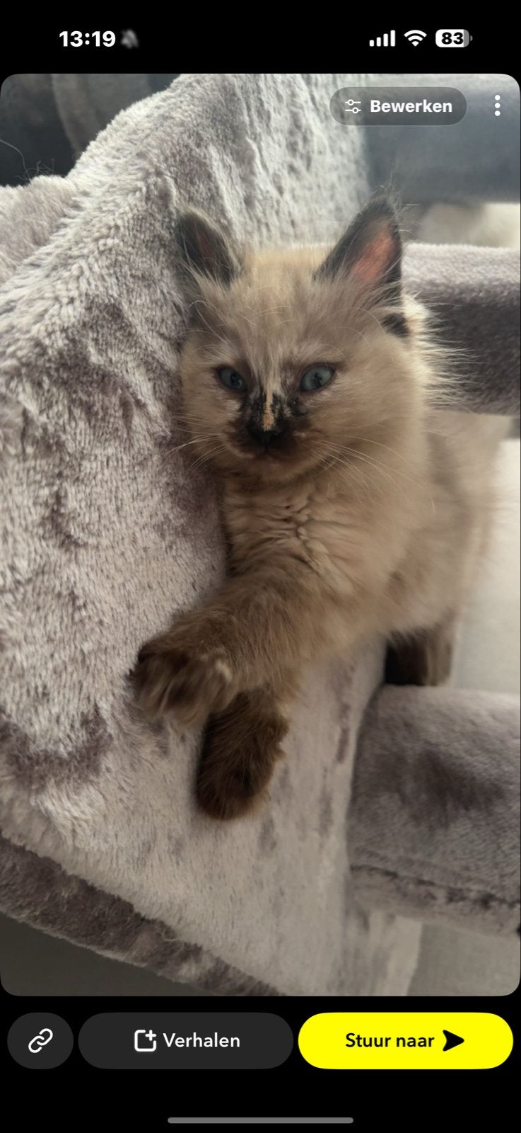 Ragdol kittens, Meerdere dieren