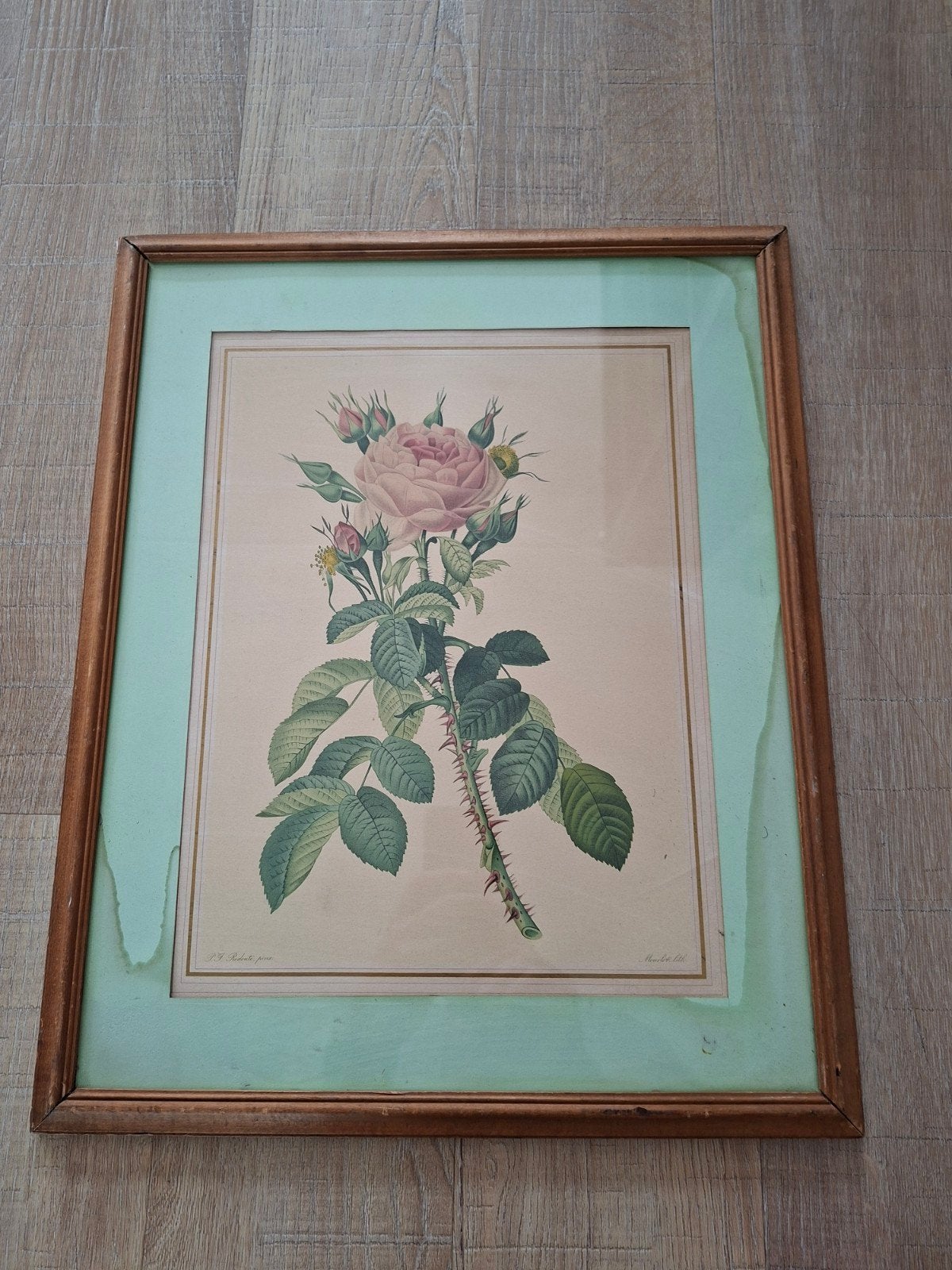 mid century Lithografie Rosa Bifera Macrocarpa

Pierre Jose, Antiek en Kunst, Met glas, Ophalen of Verzenden, Lithografie
