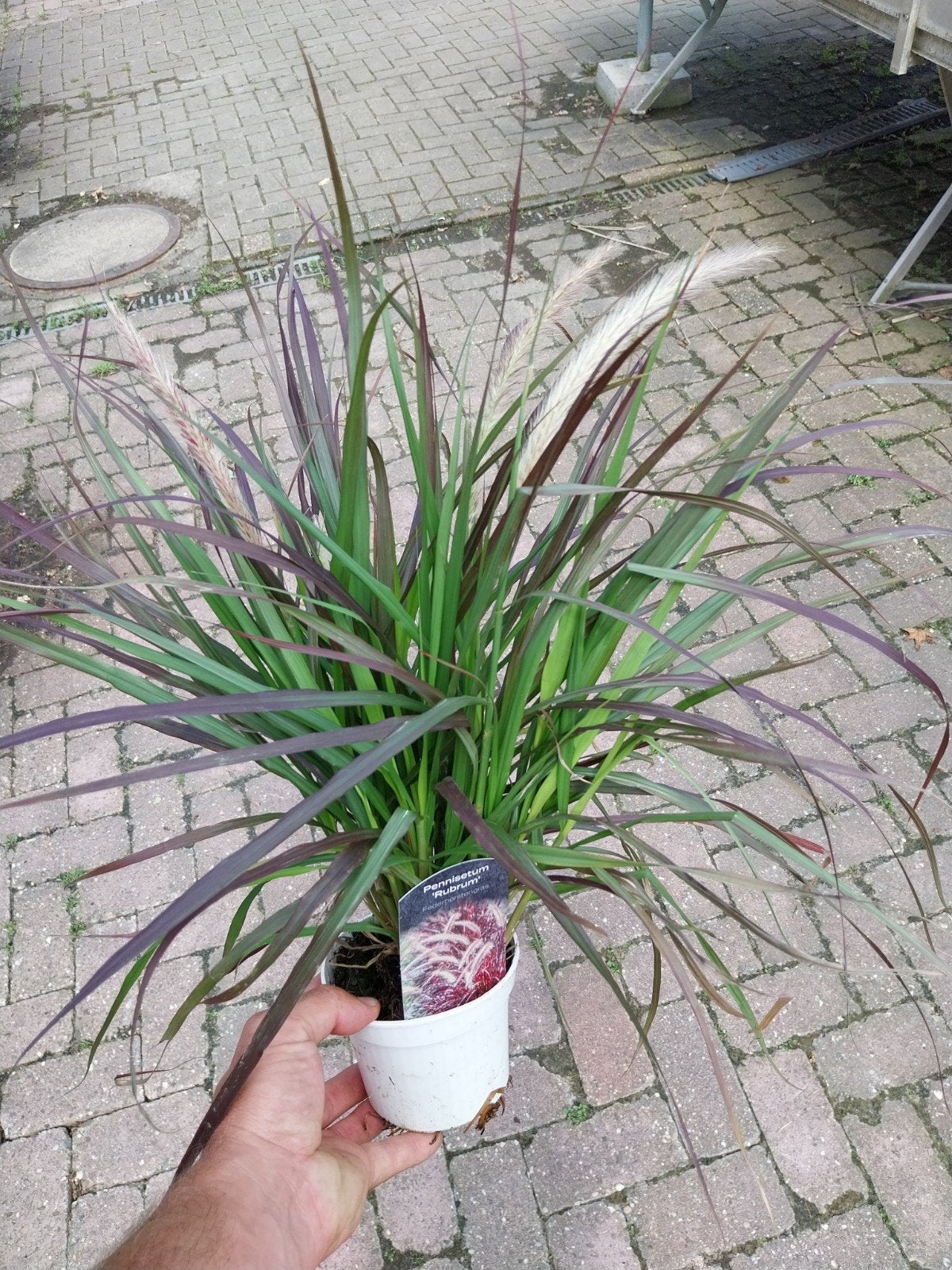 Pennisetum Rubrum - Prachtig Rood Lampenpoetsersgras, Ophalen, Overige soorten, Volle zon