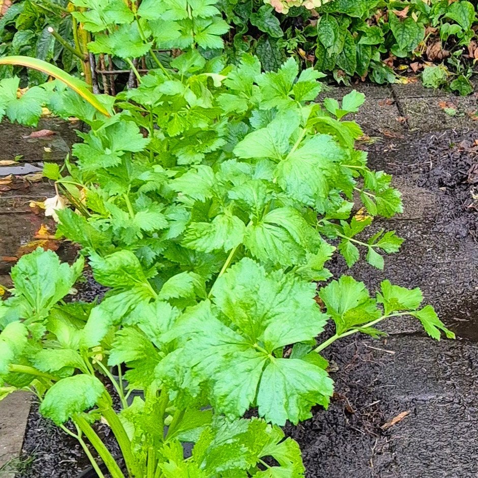 5 Gezonde Maggiplanten te Koop!, Ophalen, Vaste plant, Halfschaduw, Kruiden