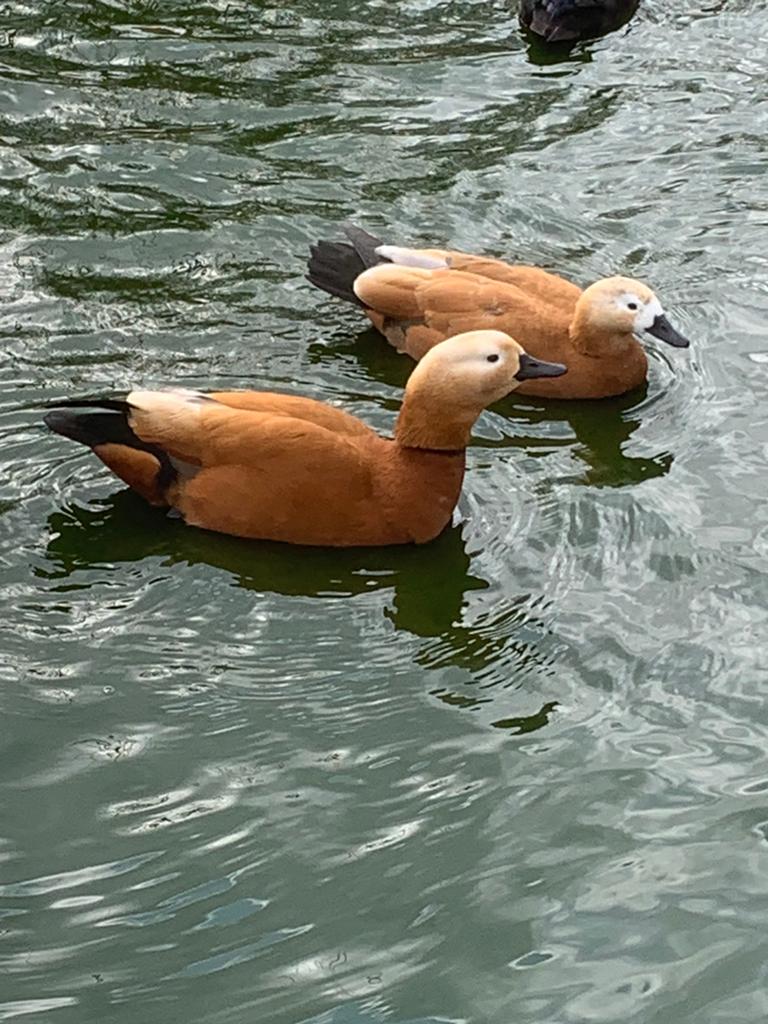 Te Koop Casarca’s eenden 2 eenden en 1 woerd, Dieren en Toebehoren, Pluimvee, Meerdere dieren, Eend