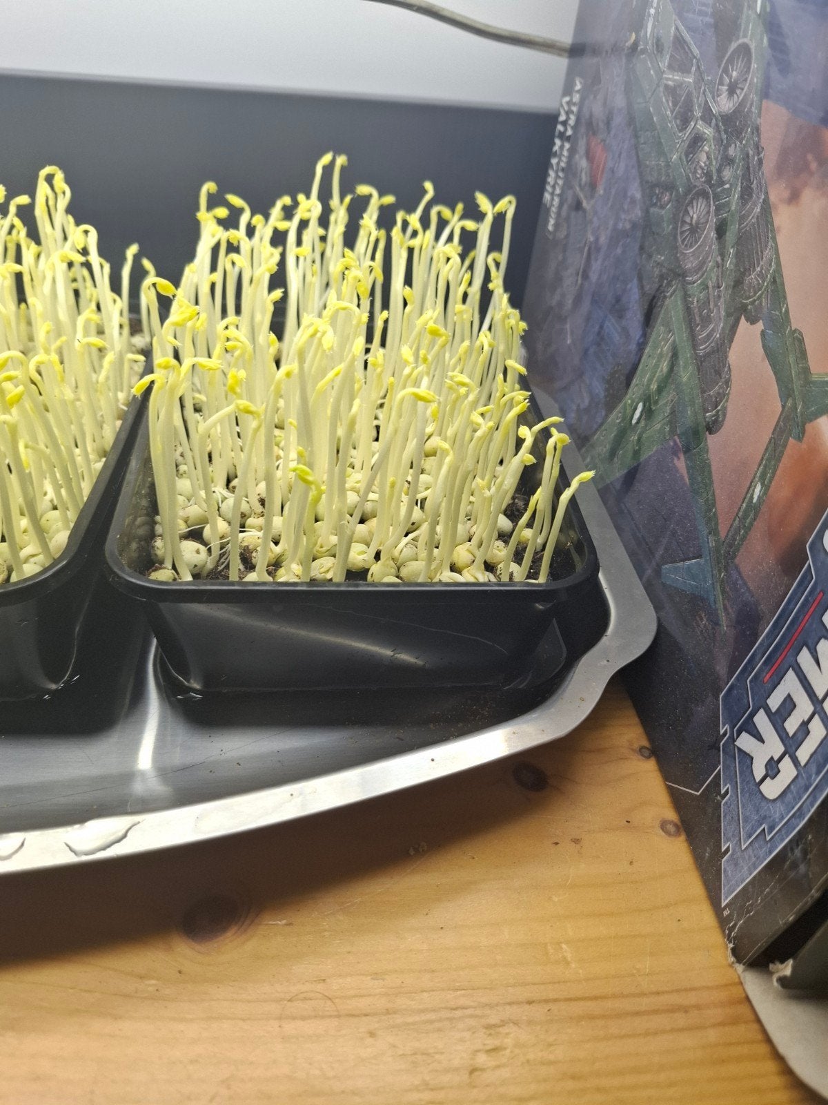 Microgreens erwerten 50 gram, Ophalen of Verzenden