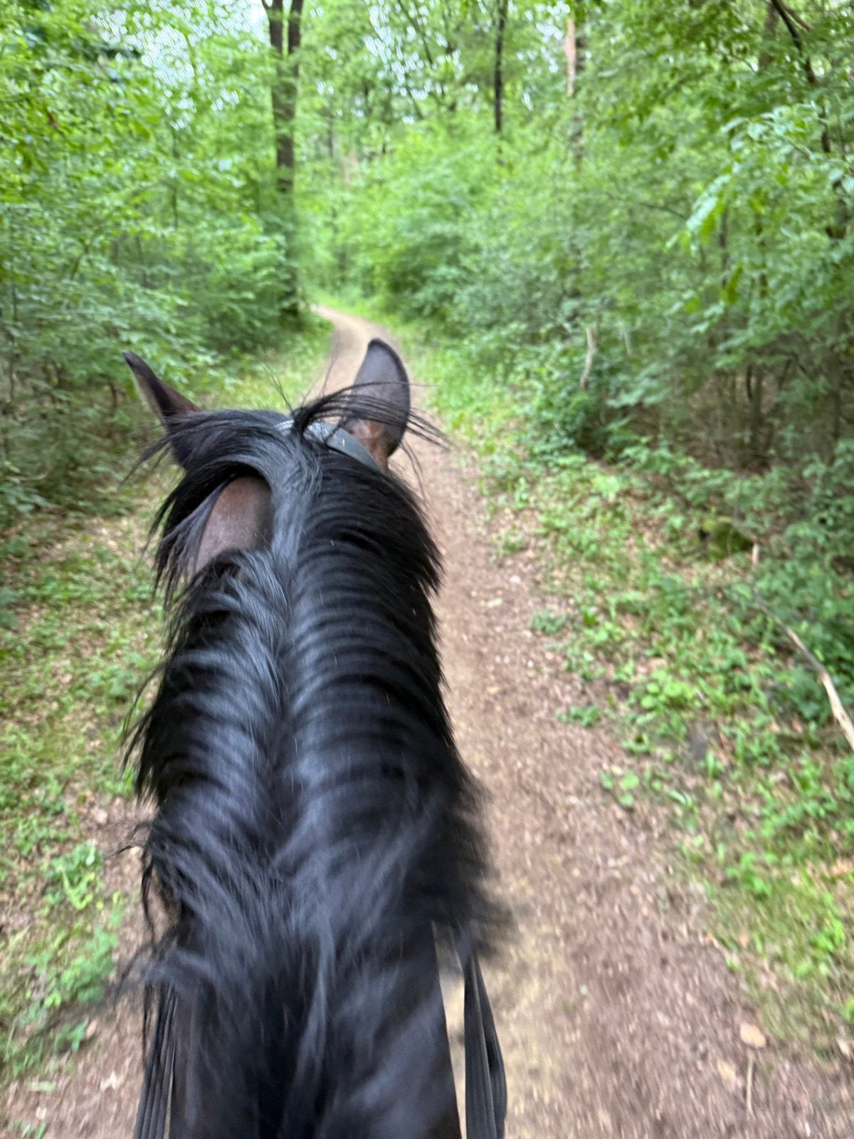 Gezocht verzorgster (met vergoeding!) voor paard en pony, Diensten en Vakmensen, Dieren | Paarden | Verzorging, Oppas en Les