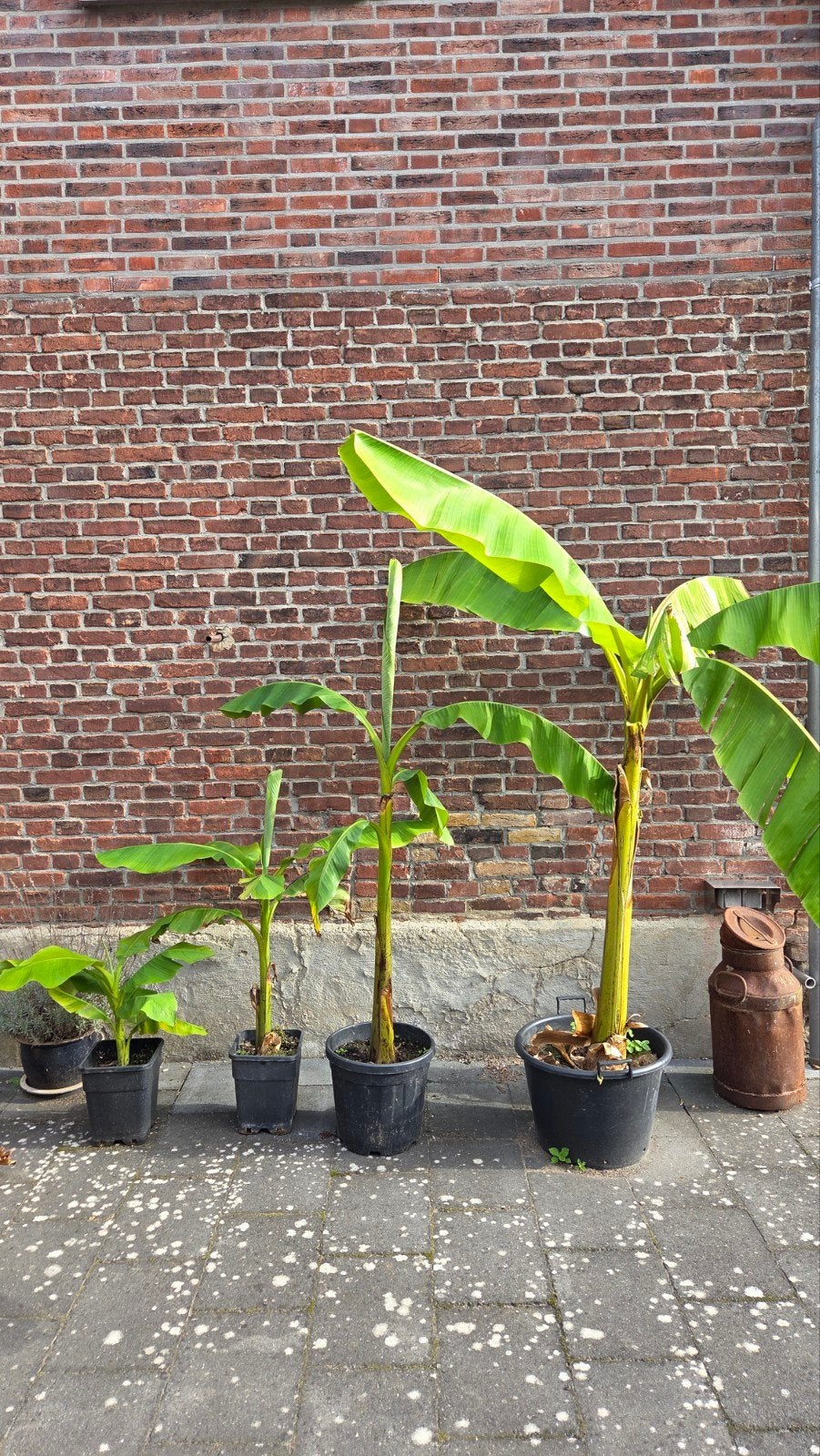 Bananenplanten, bananenboom. in diverse groottes, Ophalen