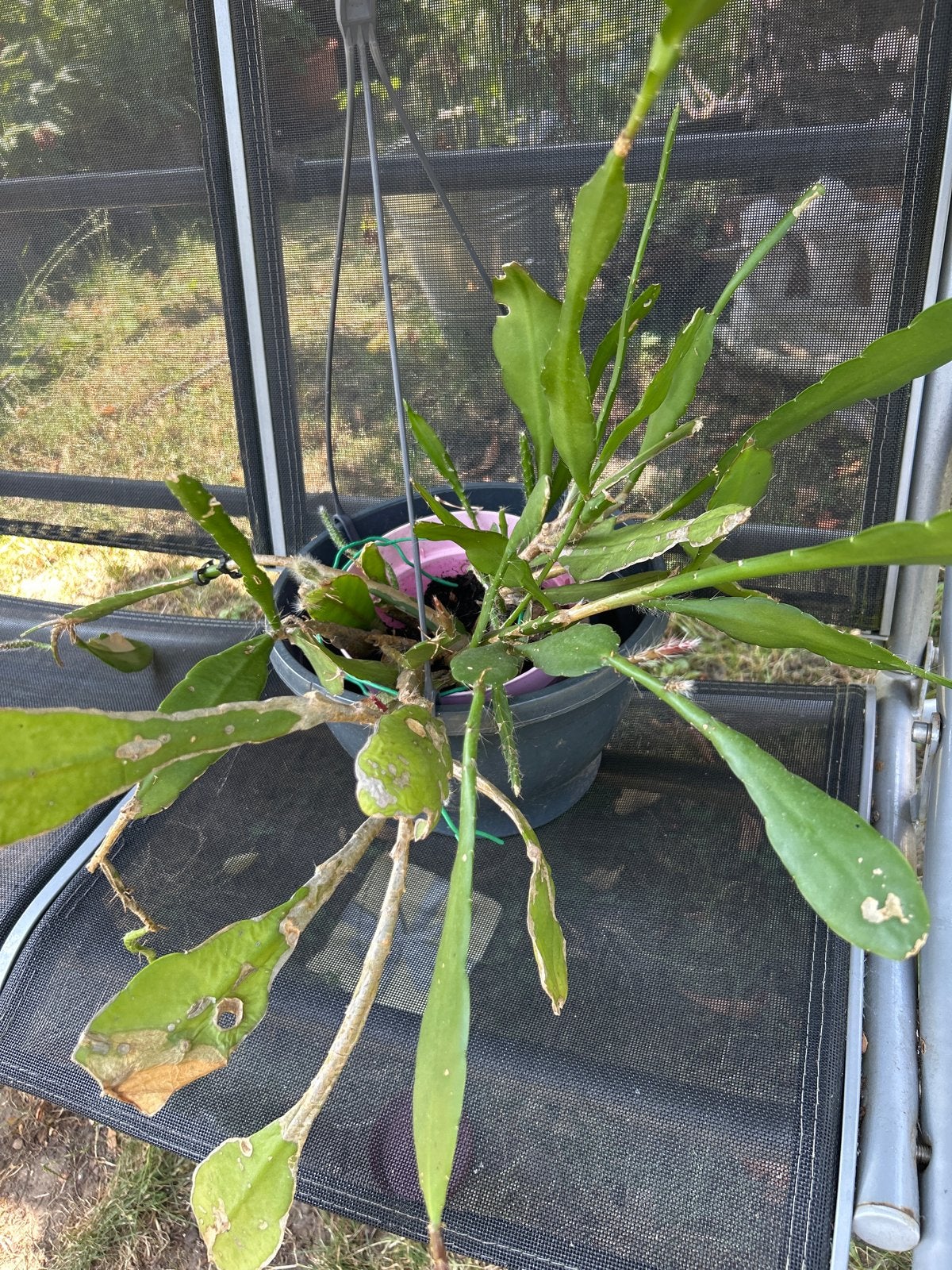 Wit Epiphyllum (Orchidee Cactus) - Stekken of Plant, Tuin en Terras, Planten | Tuinplanten, Overige soorten, Vaste plant, Ophalen of Verzenden