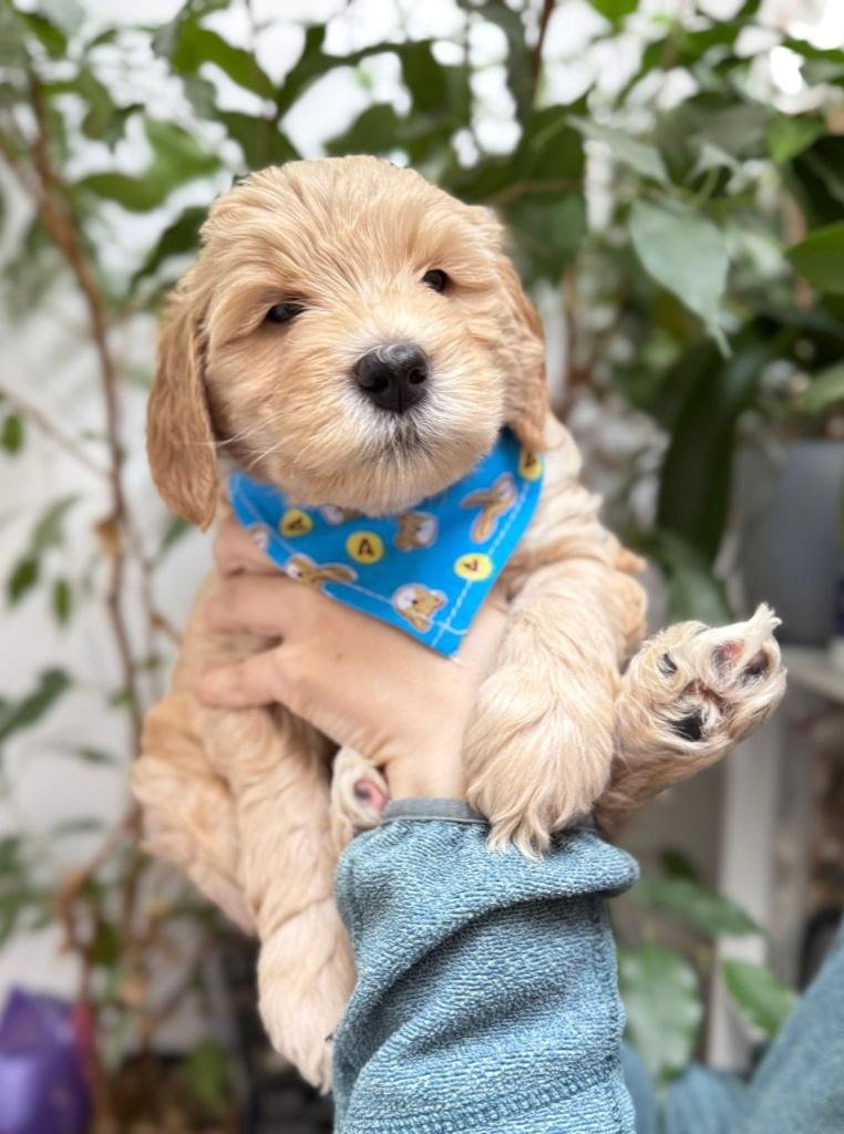 Australian Labradoodle pups – sociaal & hypoallergeen, Parvo, België, Particulier, Overige rassen
