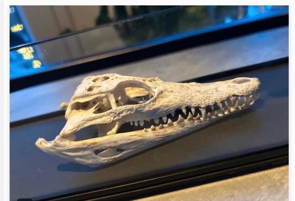 Siamese Krokodil Schedel 12 cm in vitrine + cites, Verzamelen, Ophalen of Verzenden, Nieuw, Overige soorten, Opgezet dier